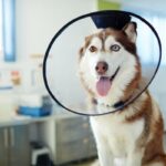 Customizable pet insurance plans