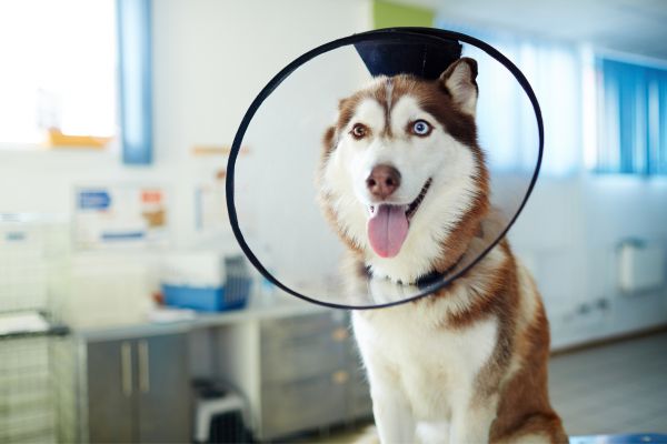 Customizable pet insurance plans
